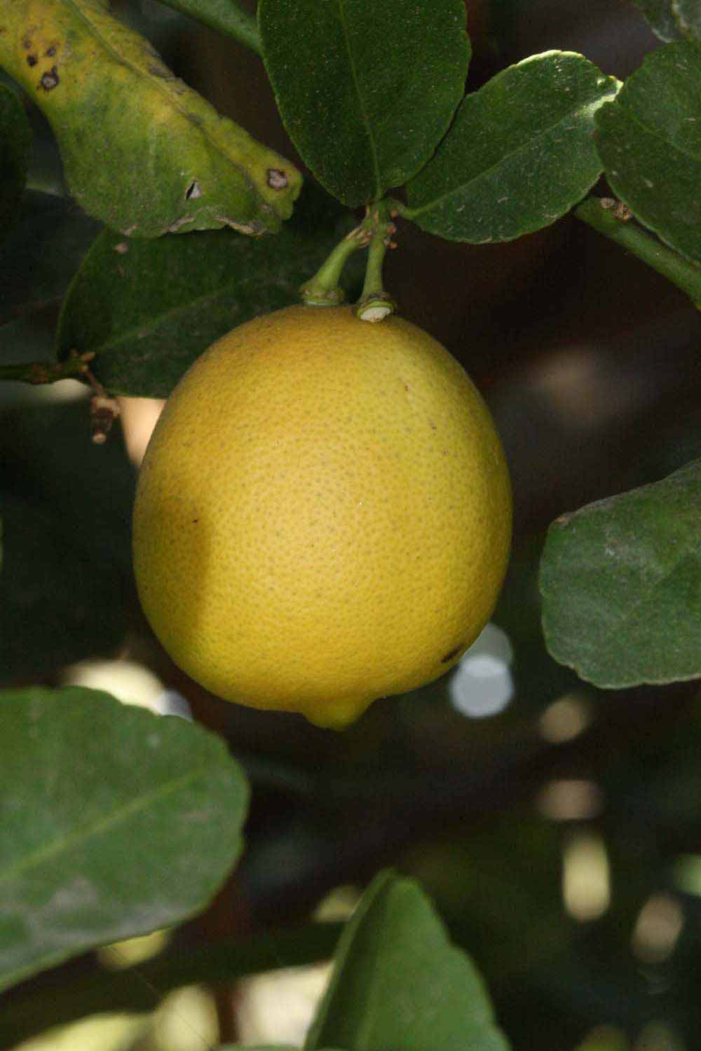            Fruit of  Citrus aurantifolia          (Castelo, Riverside,   CA)   
